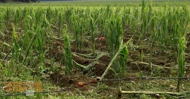 Canalizará FIRA 9 mil millones de pesos para sector agrícola y pecuario en Michoacán