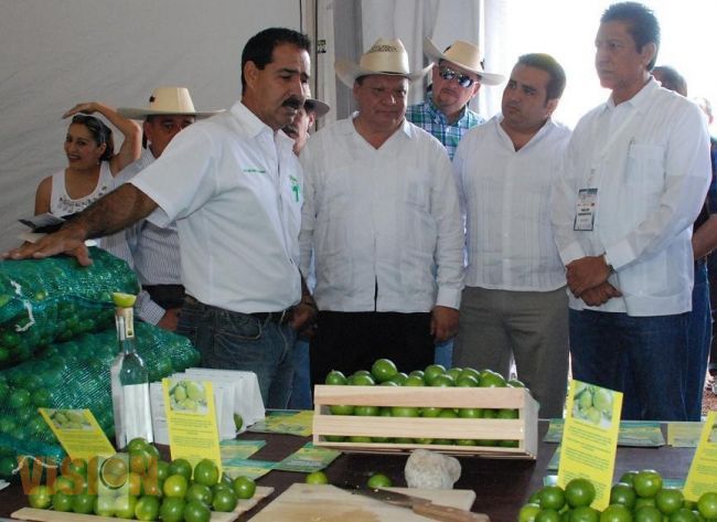 Michoacán líder nacional en producción de limón 