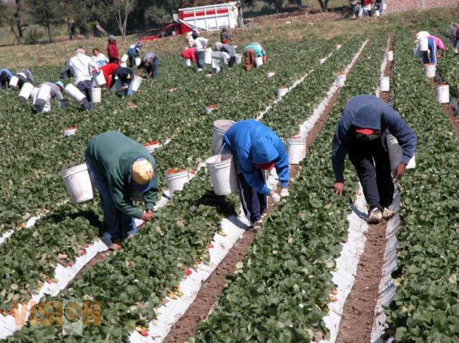 Michoacán, primer lugar nacional en mano de obra calificada en Canadá
