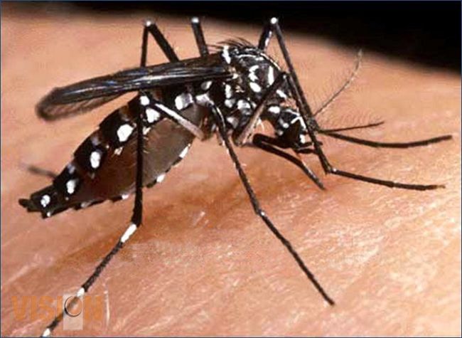 Previenen y concientizan para evitar que mosco trasmisor de dengue y chikungunya llegue a casas