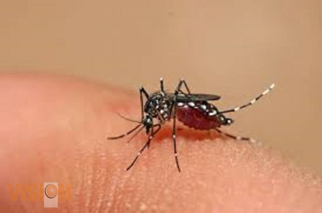 Mínimo, el contagio de dengue y chikungunya en temporada invernal