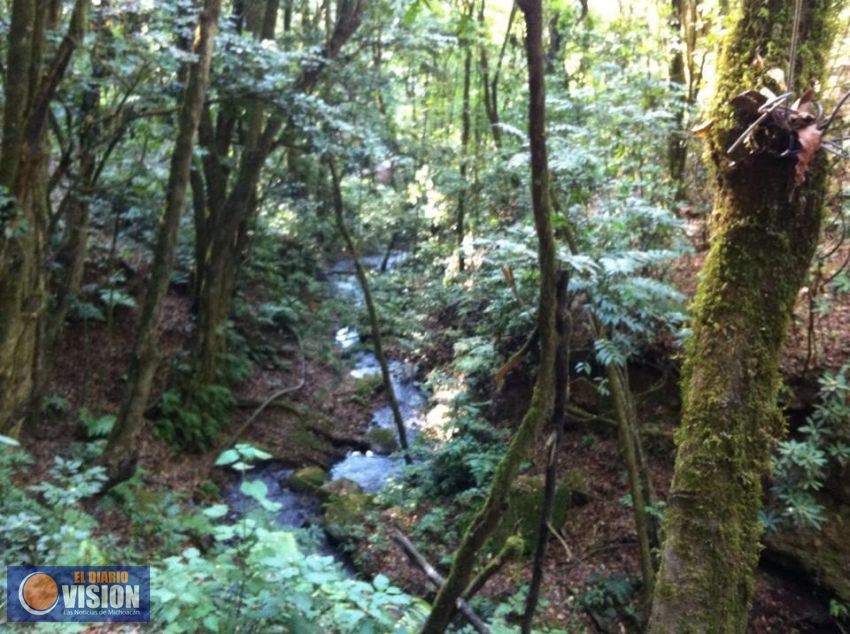 Miles de hectáreas de bosque en Michoacán, requieren ser preservadas 