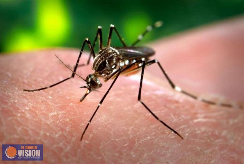 Baja densidad del mosco transmisor de dengue, Chikungunya y zika en esta temporada invernal  