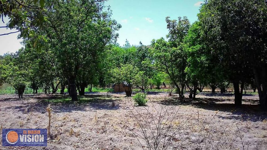 Recluta SNE Michoacán a Jornaleros Agrícolas para trabajar en Estados Unidos  