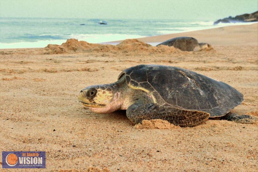 Comienza el arribo de tortugas a la Costa Michoacana