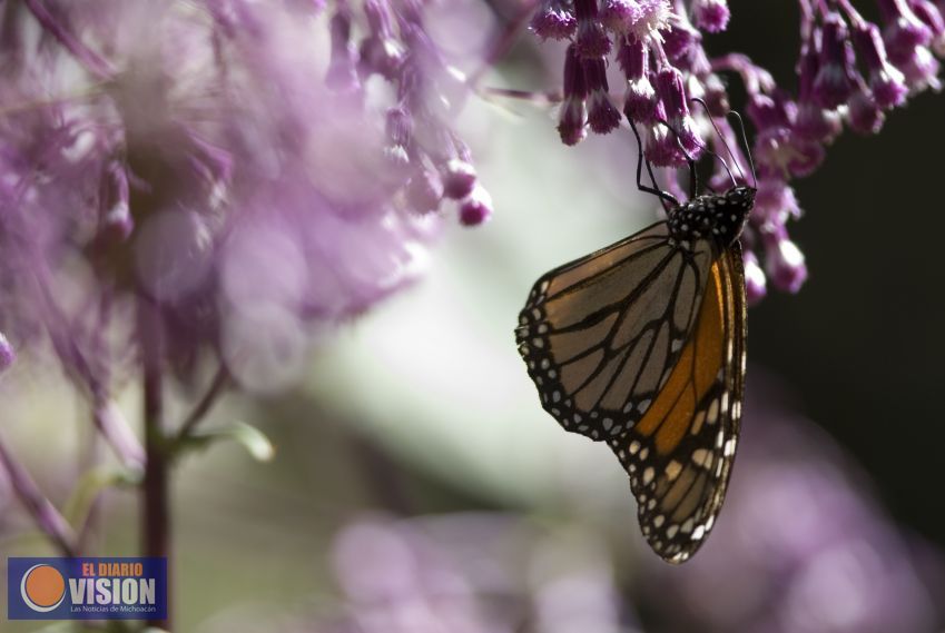 Sectur Michoacán te invita a conocer a la mariposa Monarca