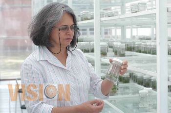 Científicos crean variedad de Fresas adaptables al clima y suelo Mexicanos