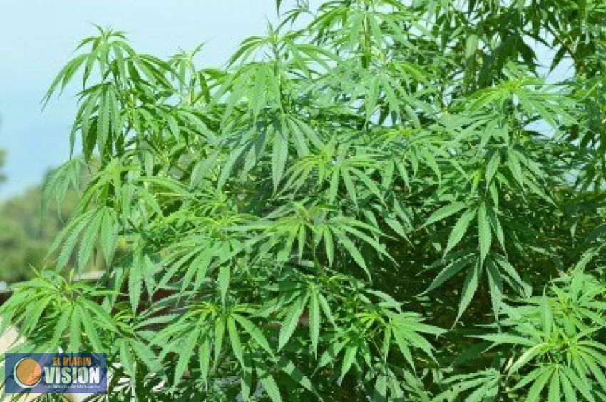 México podría convertirse en líder mundial en la comercialización del cannabis: Jesusa Rodríguez