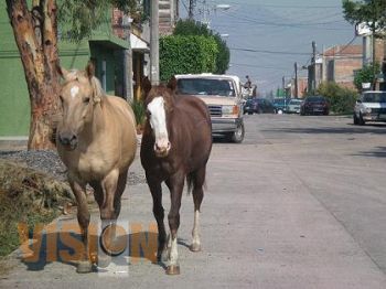 Retira servicios auxiliares de la vía pública a casi una decena de Animales Mostrencos