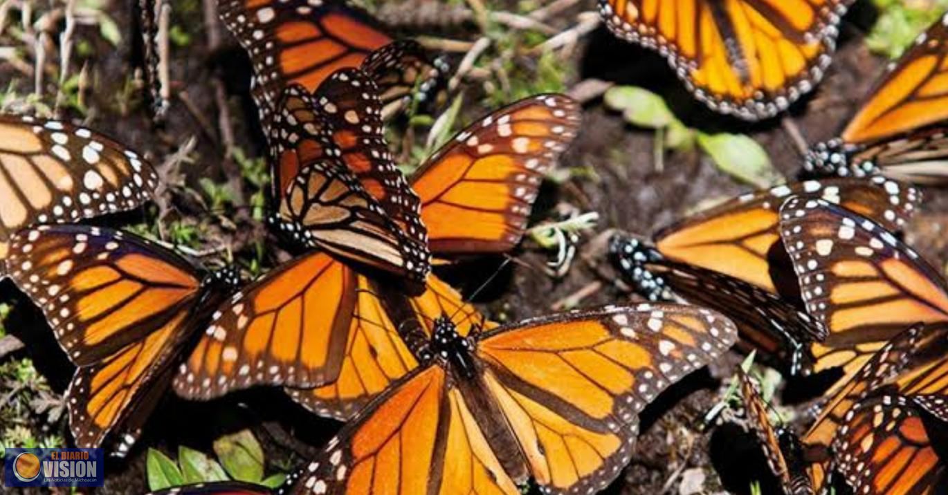 Científicos de la UMSNH, desarrollan experimento para recuperar bosques de la Mariposa Monarca 