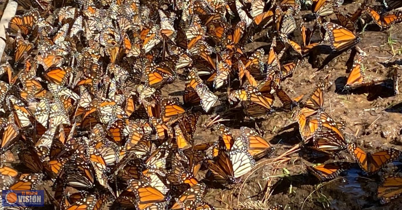 En la Feria Estatal de León, vuelan las mariposas en sala IMAX