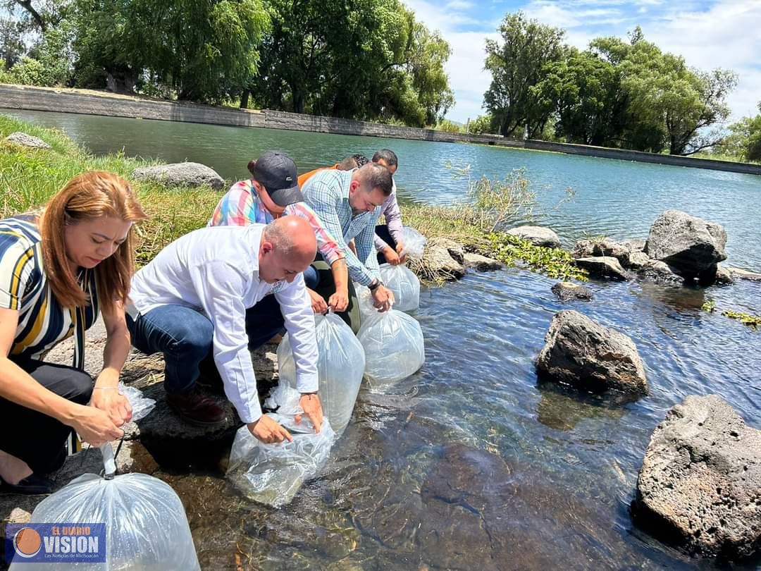 La Compesca sembró 10 mil crías de tilapia en Huandacareo