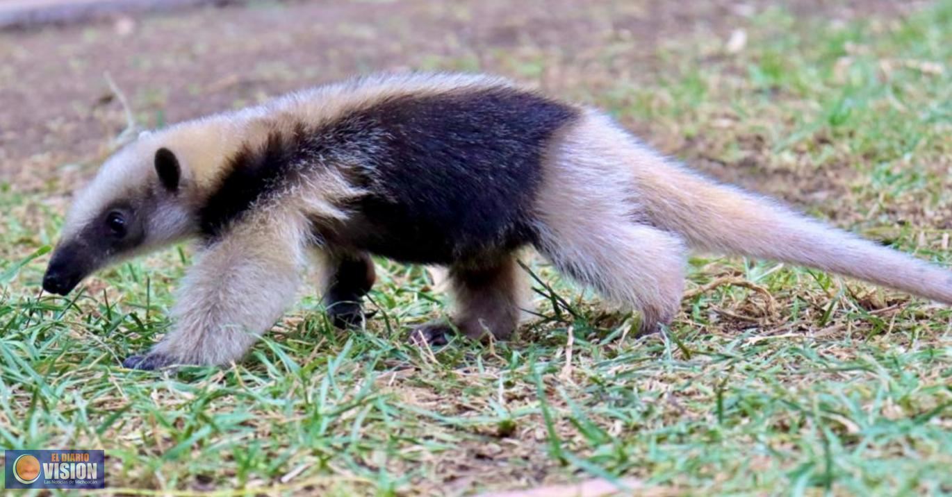 Traslada ZooMorelia a oso hormiguero a SLP