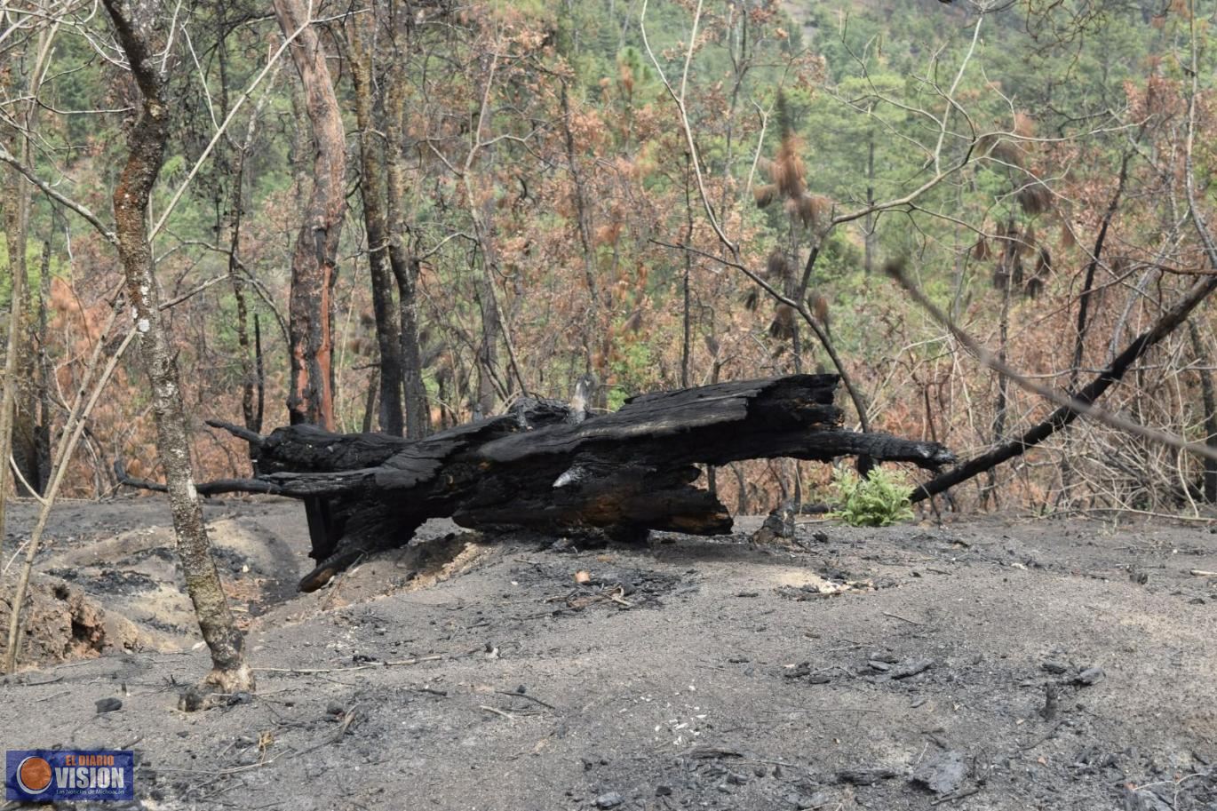 Michoacán redujo 9% la superficie afectada por incendios forestales: Cofom