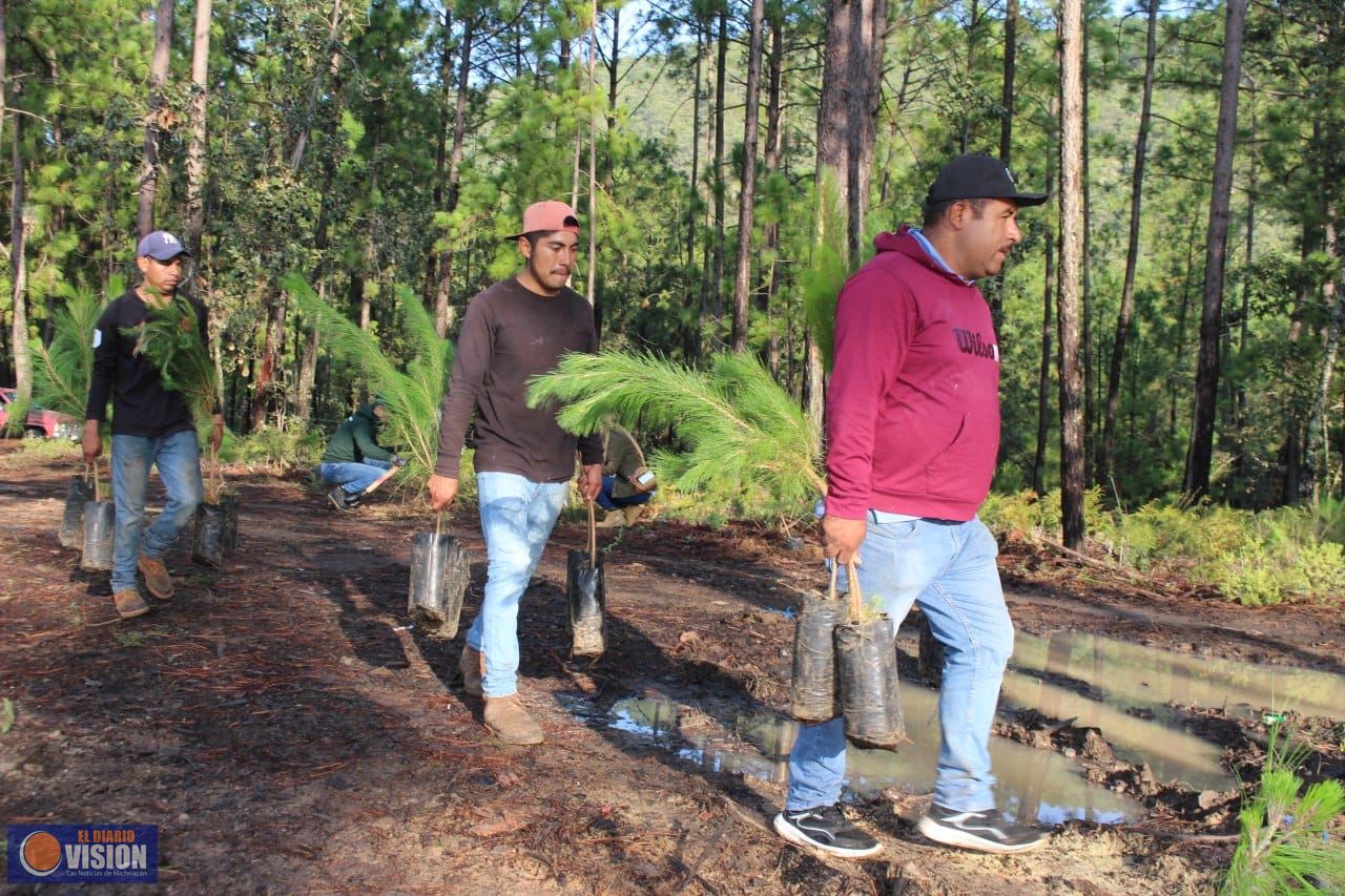 Gobierno Municipal reforesta segunda etapa de bosque rescatado