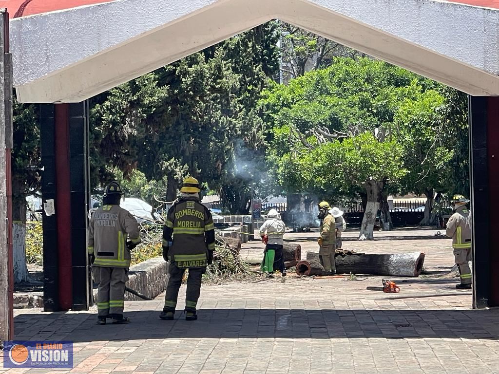 Reubicarán Panal de Abejas Agresivas en Morelia 