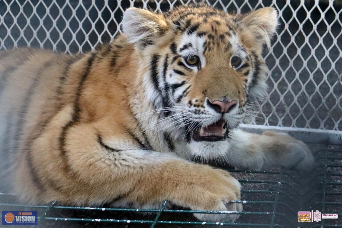 Conoce a las tiernas y salvajes crías de león y tigre en el Zoológico de Morelia