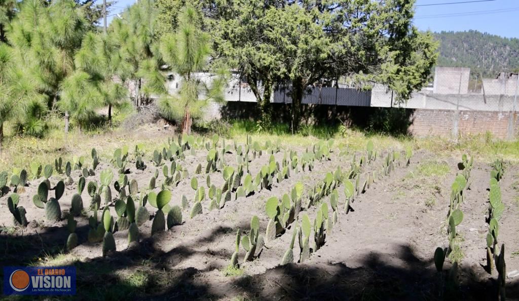 Telesecundaria de Purépero crea proyectos para mejorar alimentación