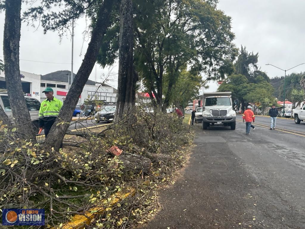 Brigadas municipales retiran árbol que cayó en Avenida Camelinas