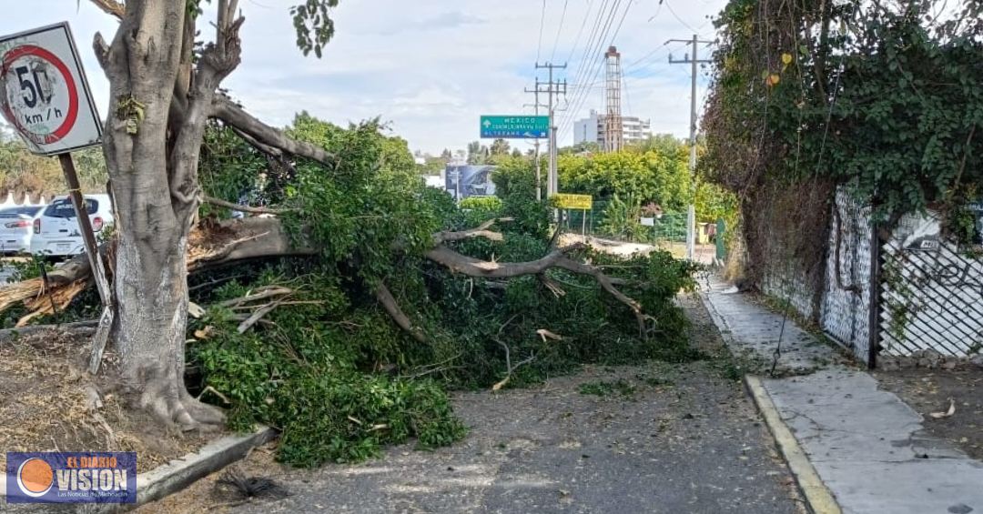 Ayuntamiento de Morelia retiró un árbol luego de que cayera sobre el libramiento sur 