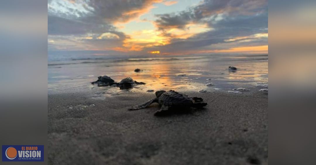 Se liberaron 2.4 millones de crías de tortuga marina en playas de Michoacán