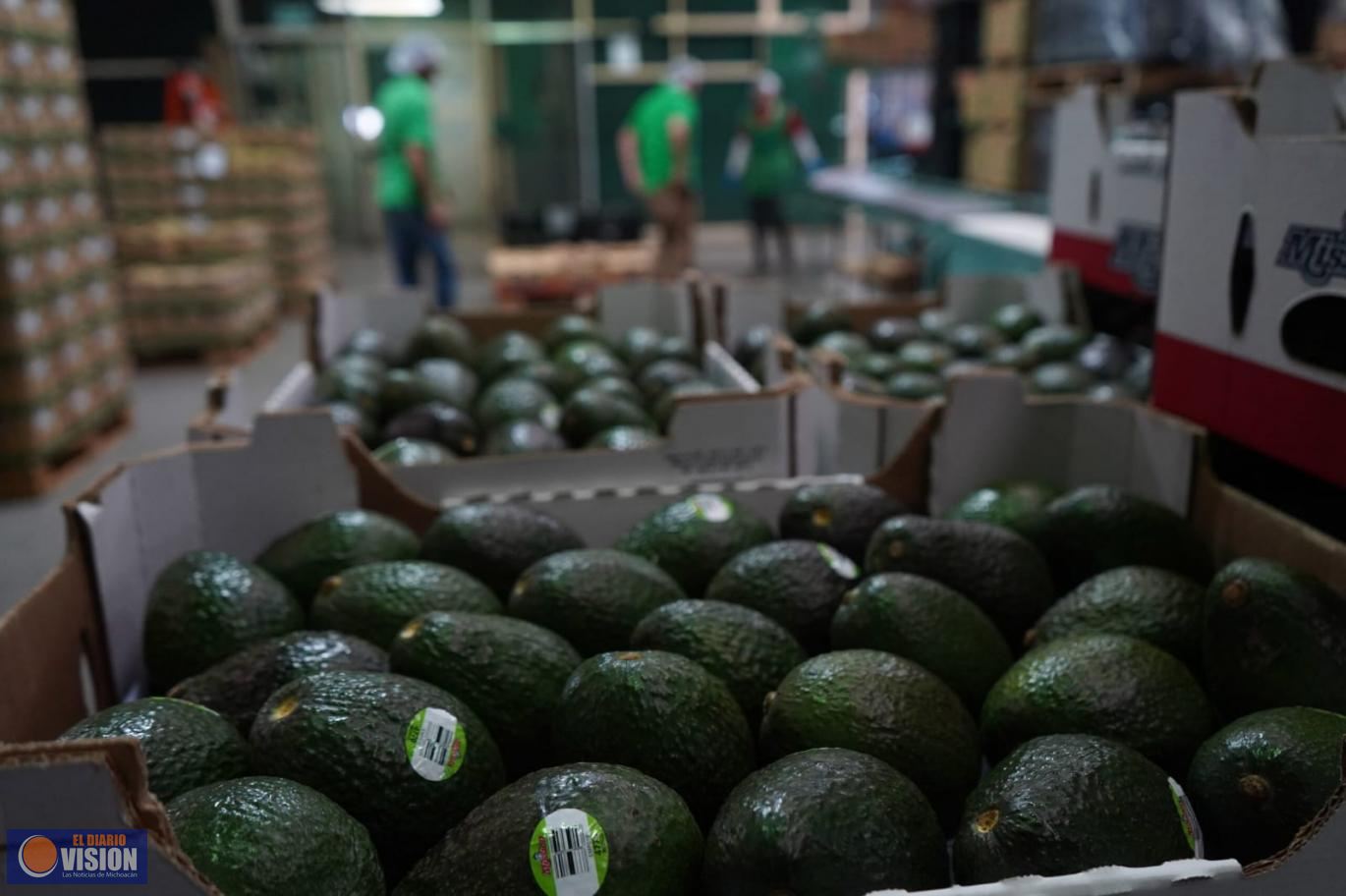 Sigue suspendida la exportación de aguacate a Estados Unidos 