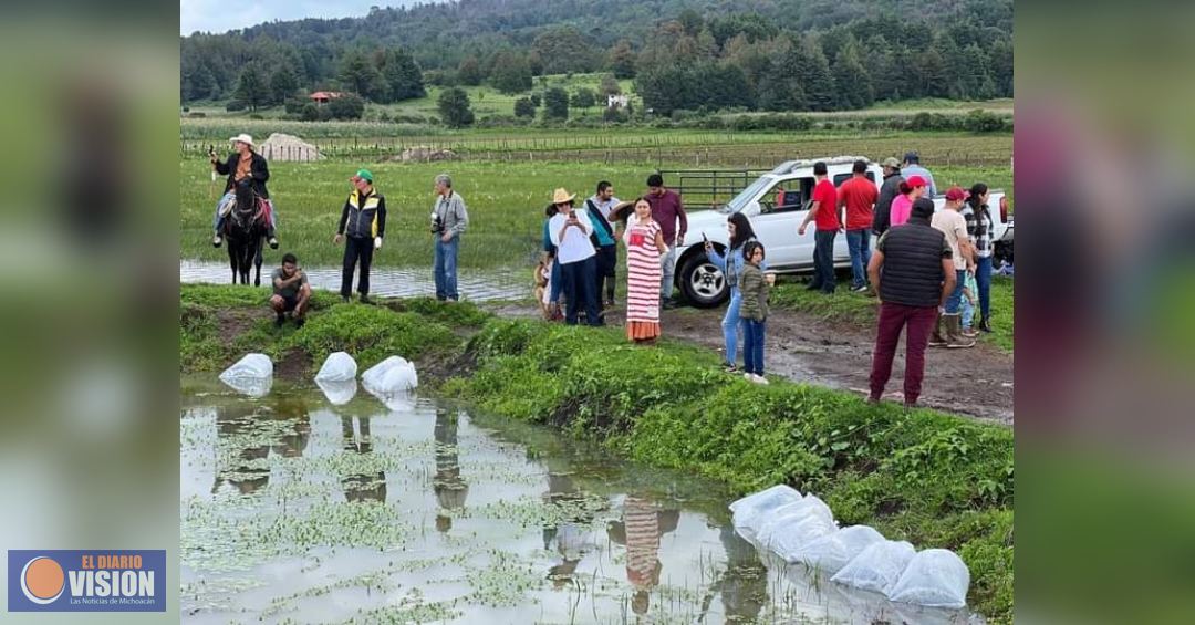 Compesca siembra 15 mil crías de tilapia en laguna de Zinciro