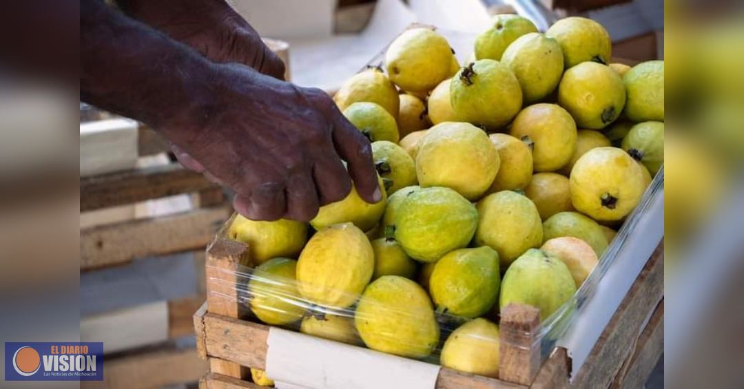 Estos son los requisitos para lograr la inocuidad y sanidad de cultivos de guayaba: Sader