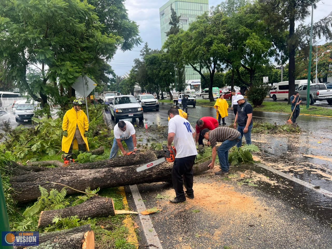 Retira en tiempo récord ayuntamiento árboles caídos por lluvias