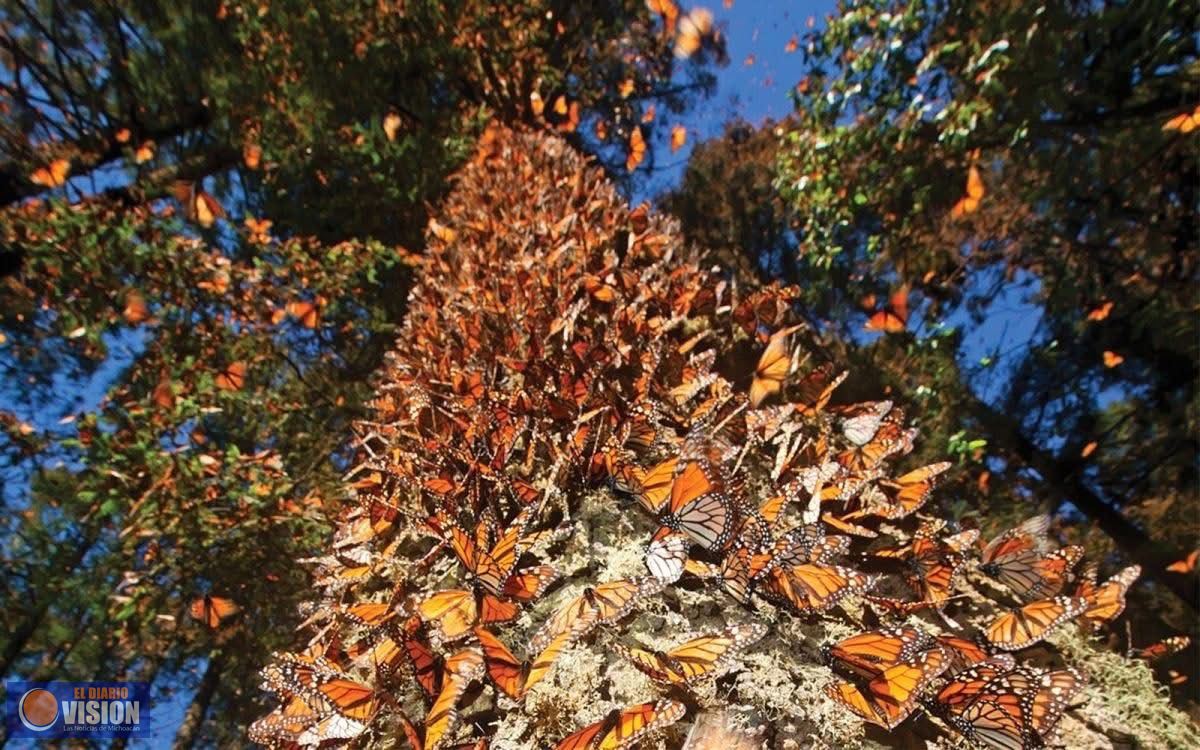 Llegó la primera Mariposa Monarca con transmisor satelital a Michoacán: Sectur
