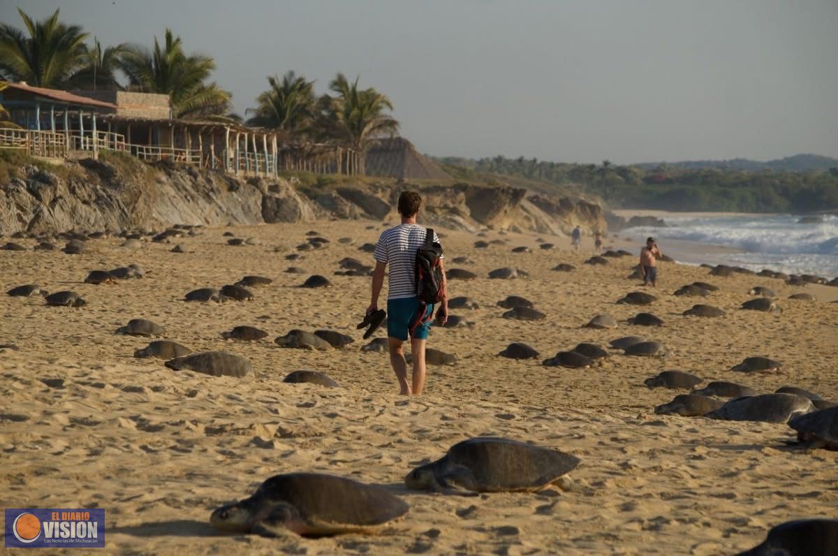 Michoacán, destino donde tres especies de tortuga marina eligen la vida