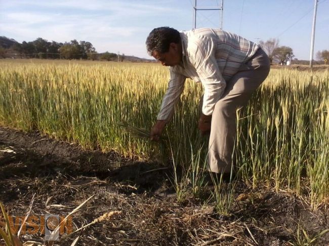 Afectadas 40 mil hectáreas por bajas de temperatura: Roberto Carlos 