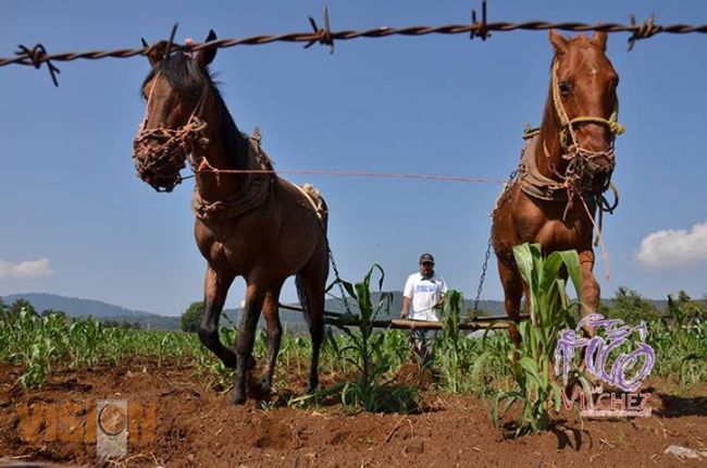 Destinan 12 millones para el  Fomento Ganadero en Michoacán