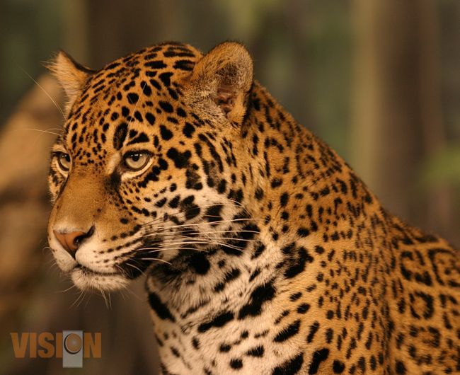 El Jaguar, un felino representativo de la biodiversidad en Michoacán.