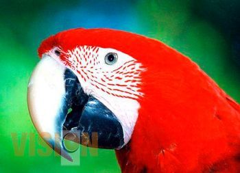 Presentan Expo de Aves del Bosque en Morelia 