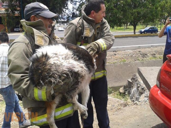 Bomberos demuestran su nobleza y rescatan  una perrita atrapada en un canal de desagüe