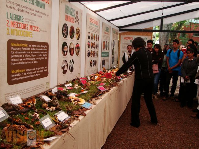 Exposición de hongos en el Museo de Historia Natural