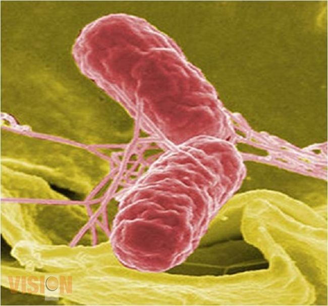 Invita SSM evitar enfermedades gastrointestinales y salmonelosis