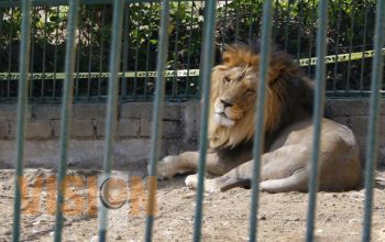 Es viable que zoocriadero de Uruapan se convierta en zoológico