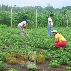 Se instalará el primer centro de comercialización de productos orgánicos en Pátzcuaro