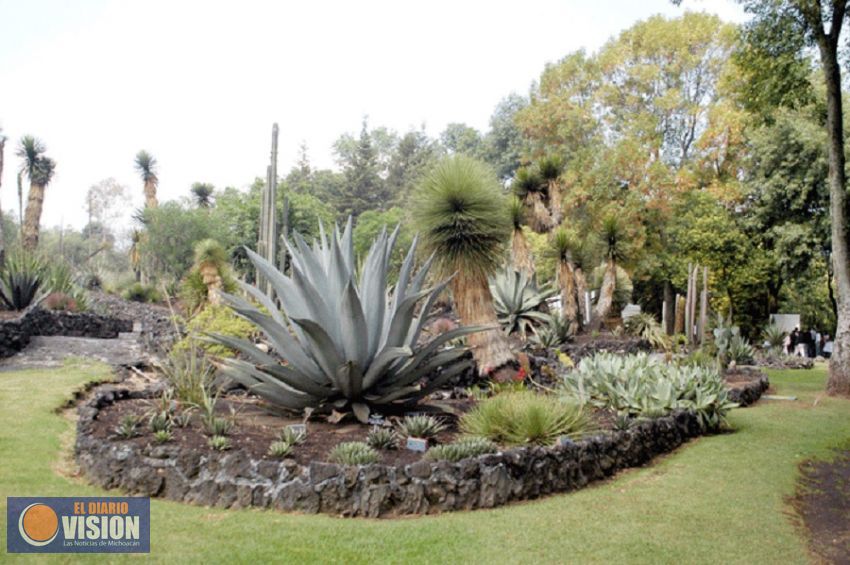 Jardines botánicos, esperanza para las plantas en peligro de extinción