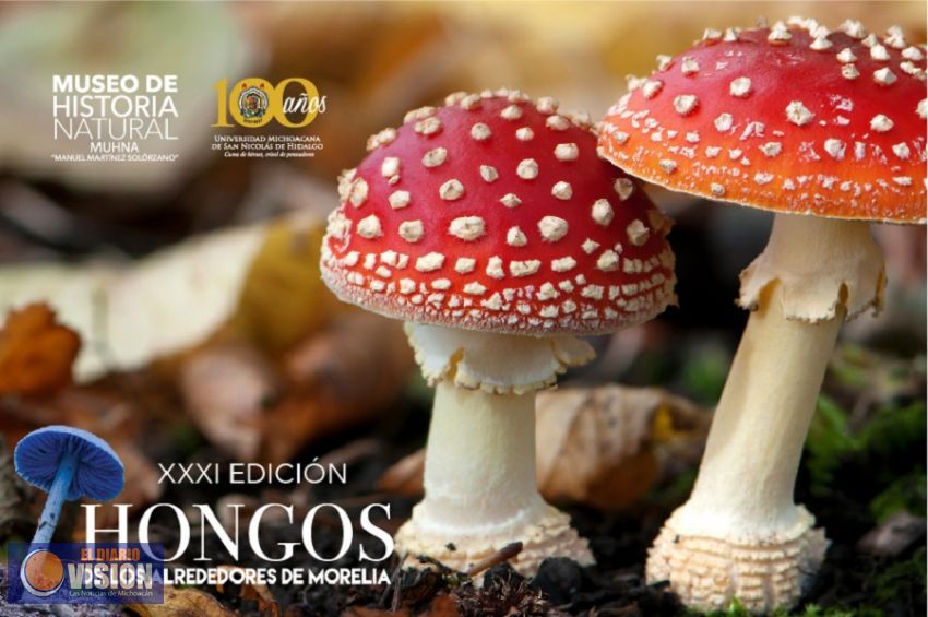 Llega a su edición 31 la Exposición de Hongos en Morelia