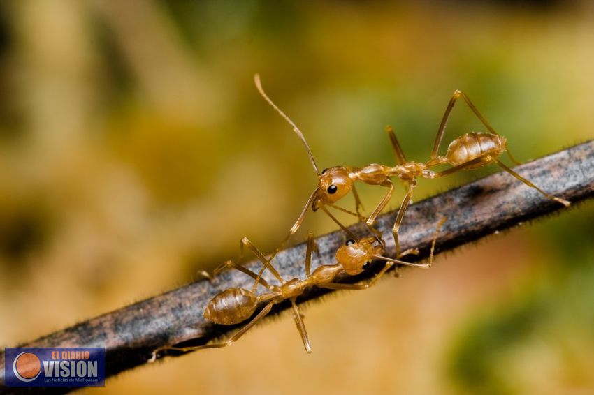 Las hormigas revelan la historia de la biodiversidad en las islas tropicales