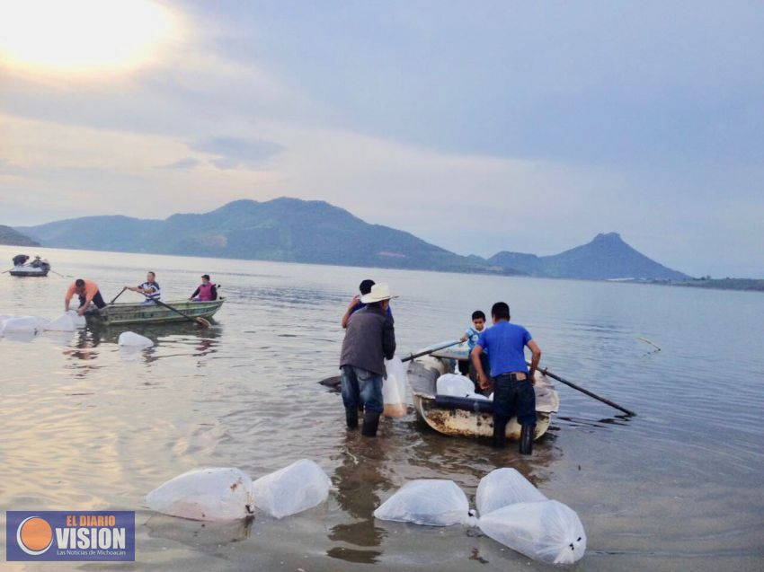 Siembra Compesca 40 mil crías de tilapia en la presa del Bosque