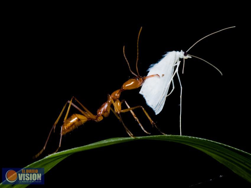 Nuevo estudio revela ciclos evolutivos en hormigas