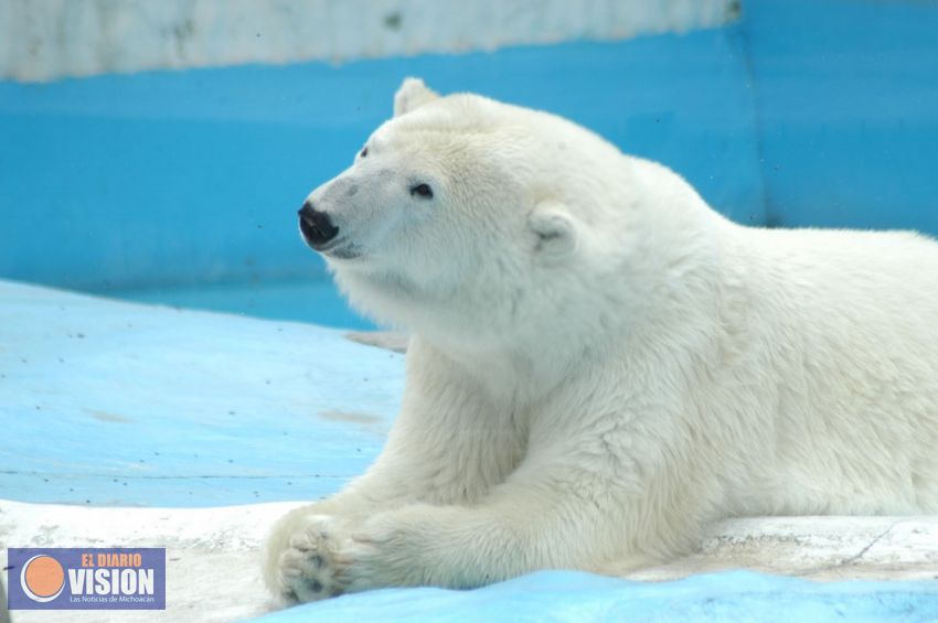 Fallece la osa Yupik, a los 27 años de edad