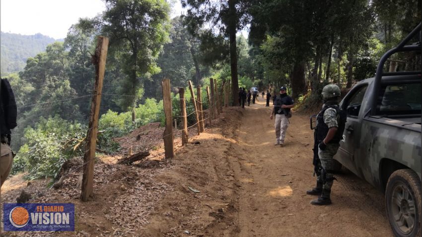 Mesa de Seguridad Ambiental desmantela huerta de aguacate en Tacámbaro