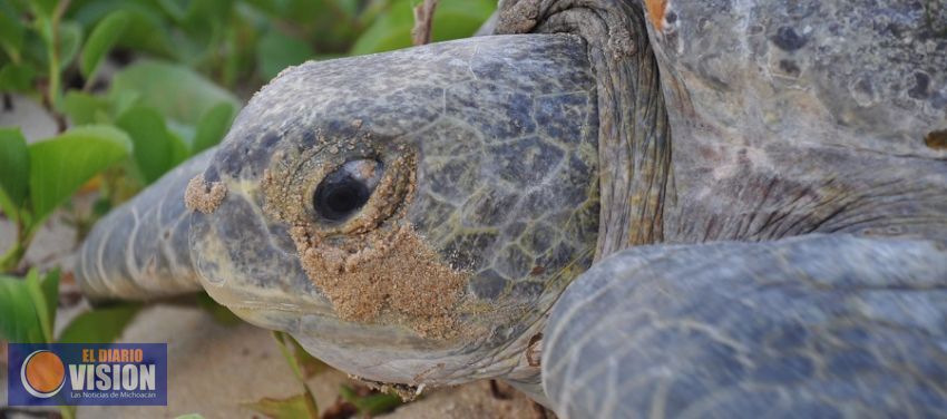 UMSNH, sede de la 2a Reunión Internacional sobre Tortugas Marinas del Pacifico Oriental Tropical