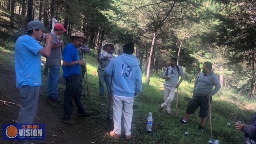 Reforestan comunidades purépechas con 600 mil pinos 