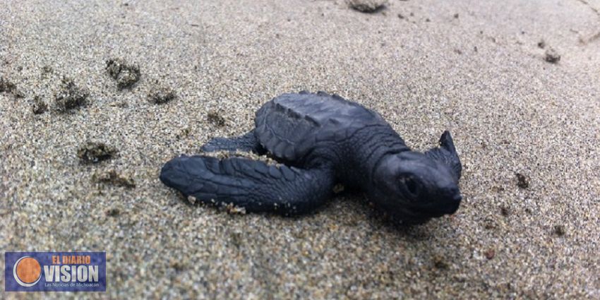 2a Reunión Internacional sobre Tortugas Marinas del Pacifico Oriental Tropical: reto de la conserva